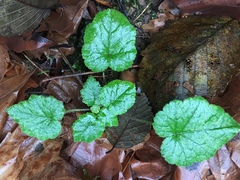 Tolmiea diplomenziesii