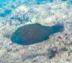 Canthigaster amboinensis