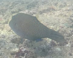 Canthigaster amboinensis