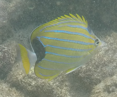 Chaetodon fremblii