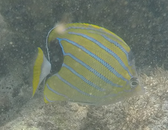 Chaetodon fremblii