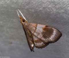 Clupeosoma