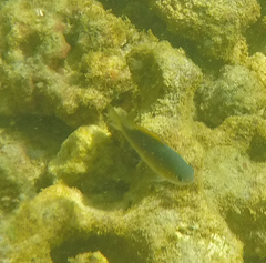 Pycnochromis vanderbilti