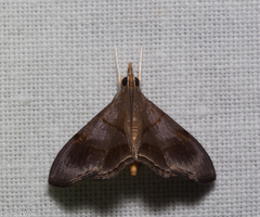Clupeosoma