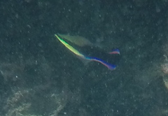 Labroides phthirophagus