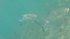 Ferdauia ferdau