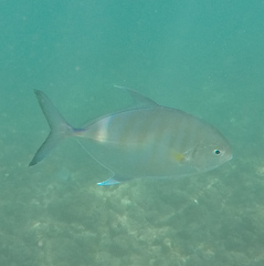 Ferdauia ferdau