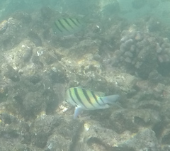 Abudefduf abdominalis