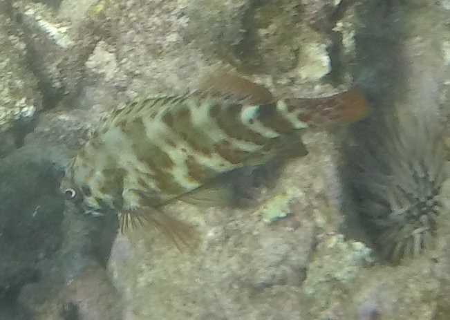 Stocky hawkfish
