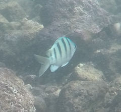 Abudefduf abdominalis