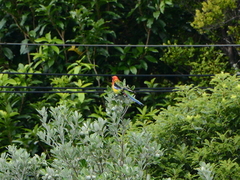 Platycercus eximius eximius