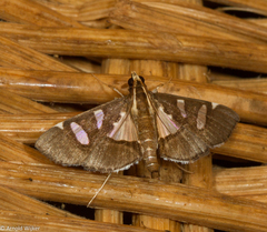 Glyphodes crithealis