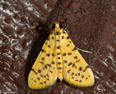 Conogethes