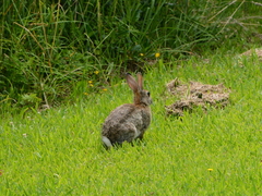 Oryctolagus cuniculus cuniculus