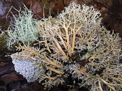 Sphaerophorus globosus