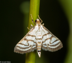 Ravanoa xiphialis