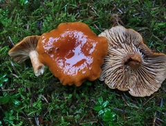 Lactarius subviscidus