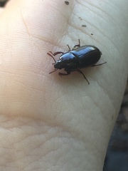 Uloma tenebrionoides