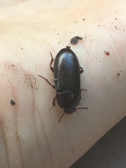 Uloma tenebrionoides