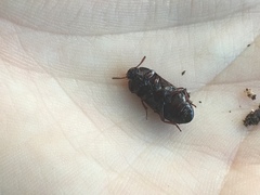 Uloma tenebrionoides