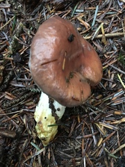 Gomphidius subroseus