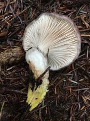 Gomphidius subroseus