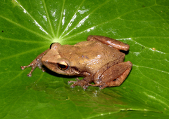 Common Coqui photo 2
