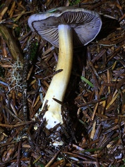 Cortinarius volvatus