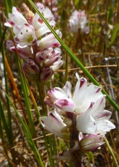 Lachenalia contaminata