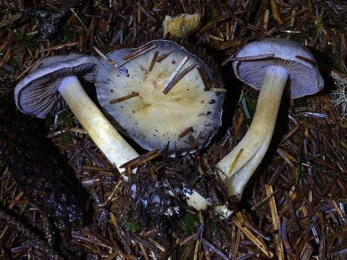 Cortinarius volvatus