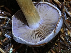 Cortinarius volvatus