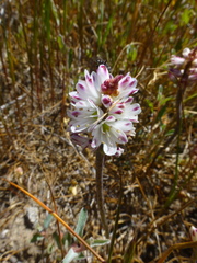 Lachenalia contaminata