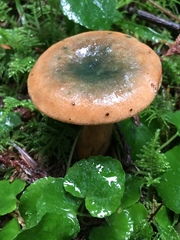Lactarius rubrilacteus