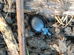 Scaphinotus interruptus