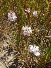 Lachenalia contaminata
