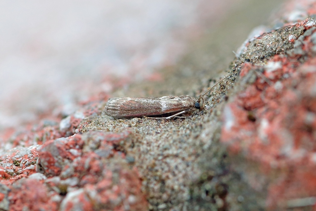 Double-striped Knot-horn