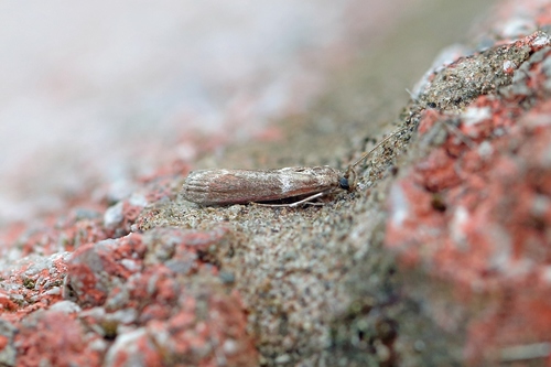 Double-striped Knot-horn