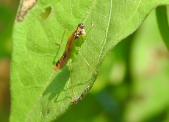 Odontomantis