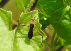 Riptortus linearis