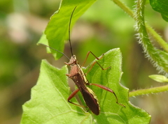 Riptortus linearis