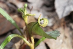 Puccinia mariae-wilsoniae