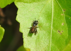 Neoceratina