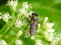 Apis andreniformis
