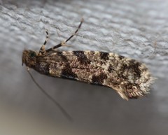 Parochmastis hilderi