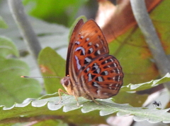 Taxila haquinus