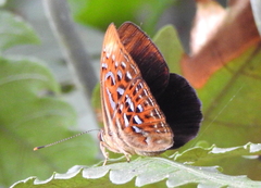 Taxila haquinus