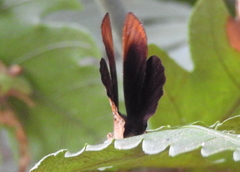 Taxila haquinus