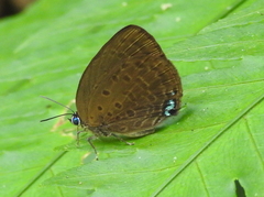 Arhopala amphimuta