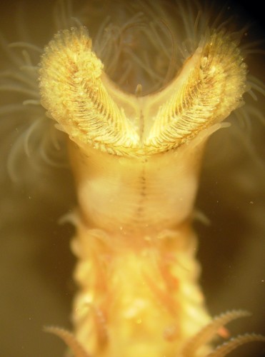 Honeycomb Worm