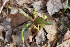 Puccinia mariae-wilsoniae